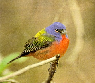 Painted Bunting