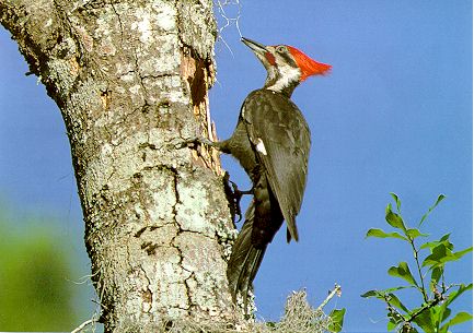 Woodpecker